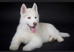 كلب هاسكي ابيض white husky و مطعم بالشهادات