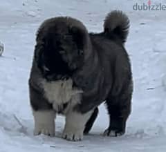 Strong & Large  Caucasian shepherd Boy From Russia
