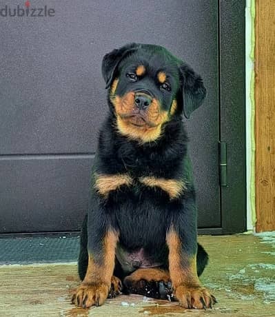 Rottweiler Puppies For Sale From Russia