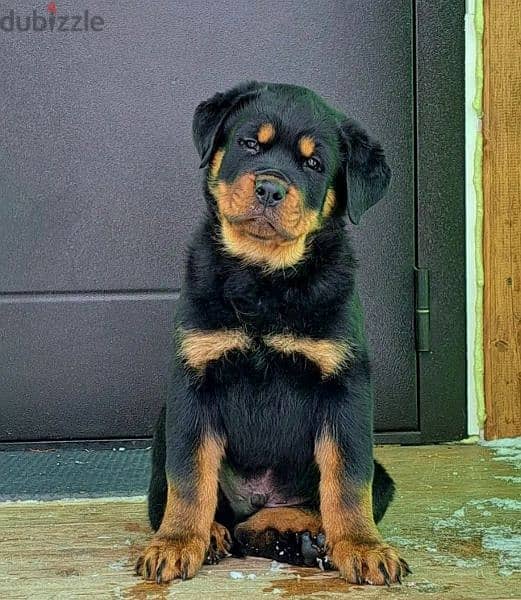 Rottweiler Puppies For Sale From Russia 0
