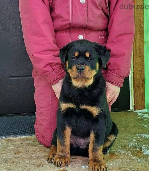 Rottweiler Puppies For Sale From Russia 2