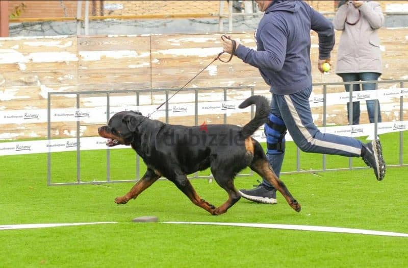 Rottweiler Puppies For Sale From Russia 3