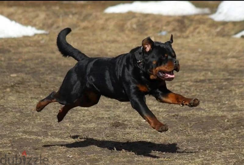 Rottweiler Puppies For Sale From Russia 4