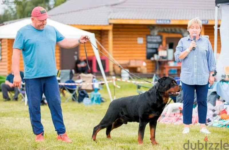 Rottweiler Puppies For Sale From Russia 6