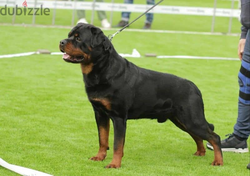 Rottweiler Puppies For Sale From Russia 8