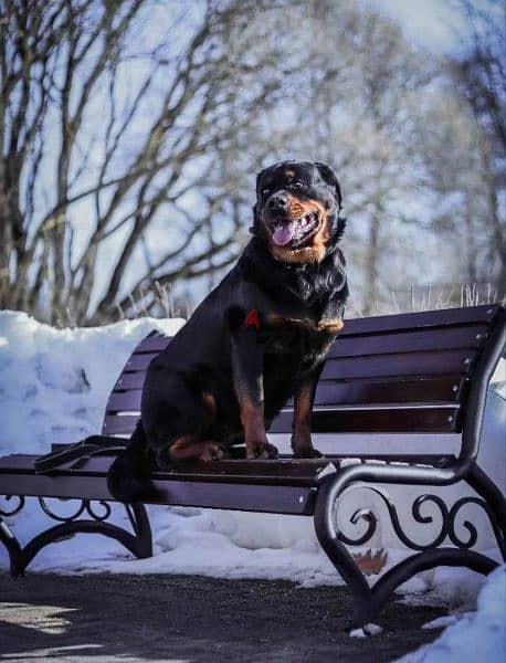 Rottweiler Puppies For Sale From Russia 9