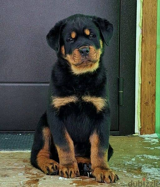 Rottweiler Puppies For Sale From Russia 10