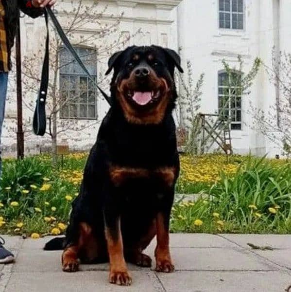 Rottweiler Puppies For Sale From Russia 11