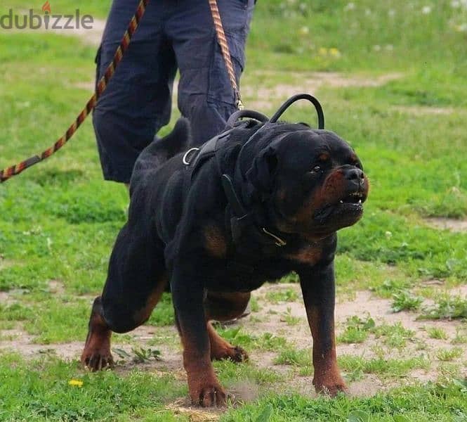 Rottweiler Puppies For Sale From Russia 13