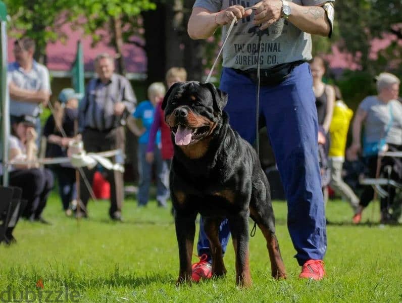 Rottweiler Puppies For Sale From Russia 14