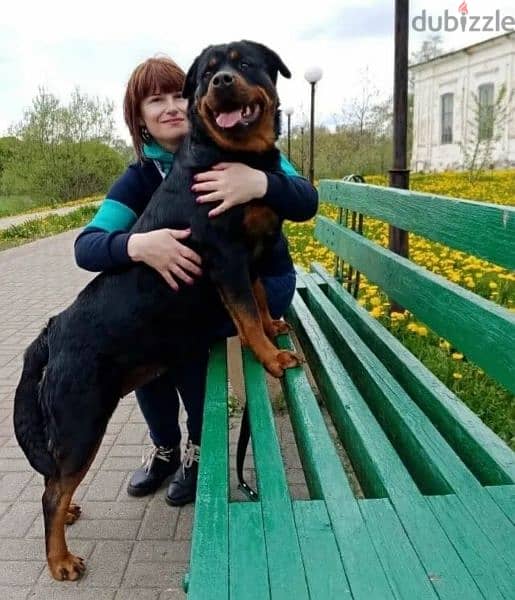Rottweiler Puppies For Sale From Russia 15