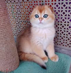 Scottish Fold Males Kittens From Russia Full Documents 0