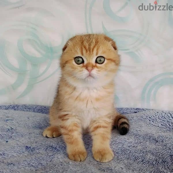 Scottish Fold Males Kittens From Russia Full Documents 1