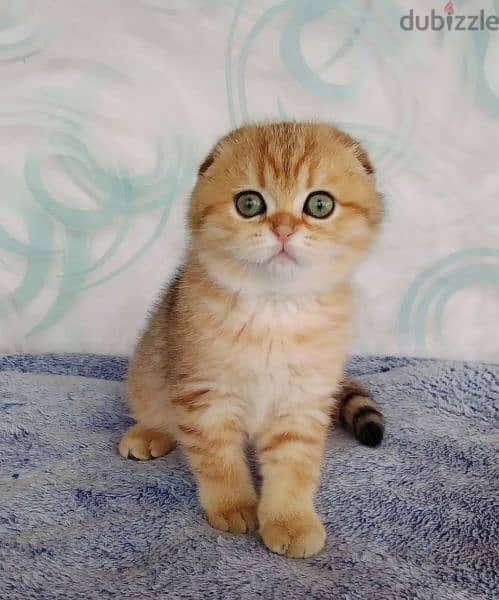 Scottish Fold Males Kittens From Russia Full Documents 2