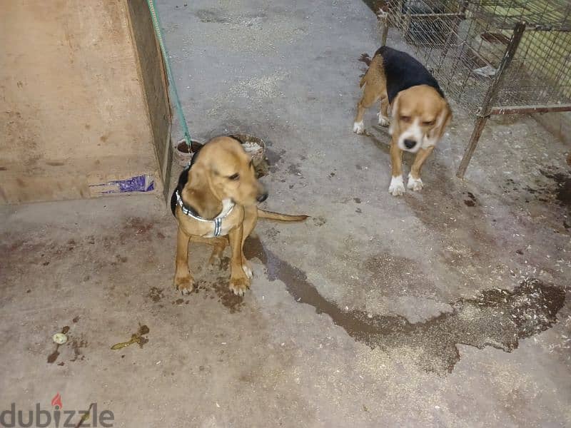 Beagle Dogs 1
