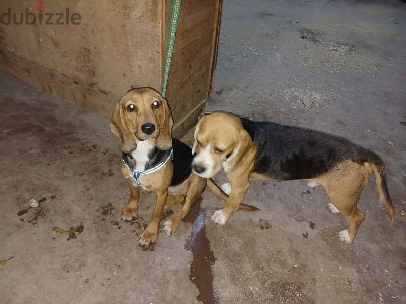 Beagle Dogs 4