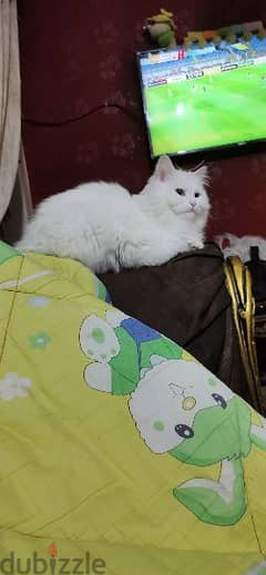 قطة شيرازي بيور بيضاء انثي في منتهي الهدوء بيتي جداً وهادئة للغاية
