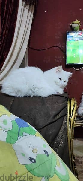 قطة شيرازي بيور بيضاء انثي في منتهي الهدوء بيتي جداً وهادئة للغاية 1