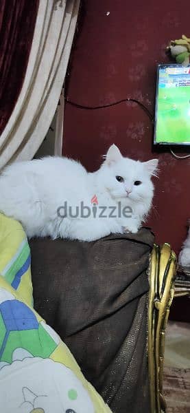 قطة شيرازي بيور بيضاء انثي في منتهي الهدوء بيتي جداً وهادئة للغاية 2
