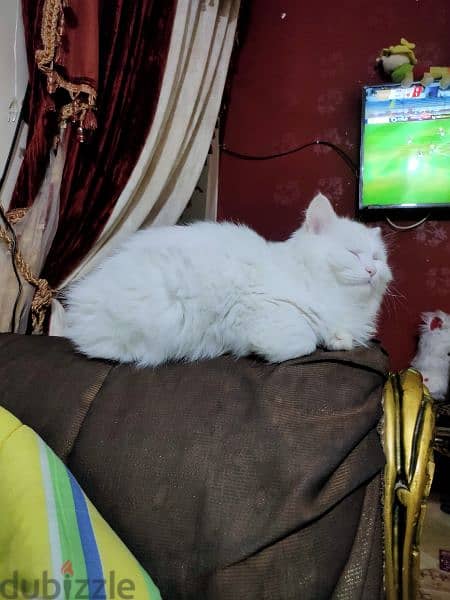 قطة شيرازي بيور بيضاء انثي في منتهي الهدوء بيتي جداً وهادئة للغاية 4