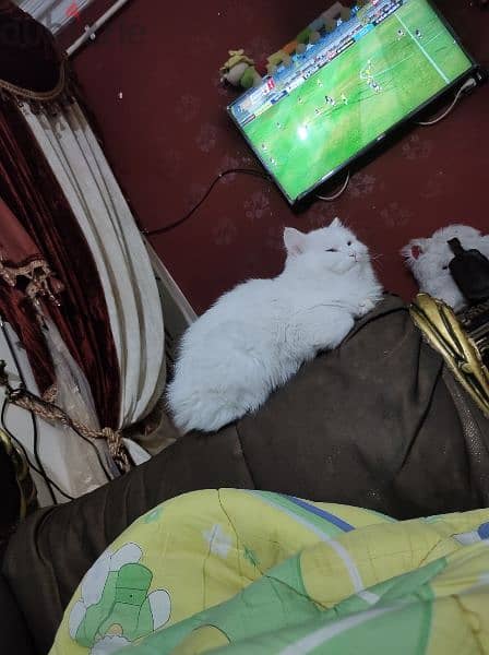 قطة شيرازي بيور بيضاء انثي في منتهي الهدوء بيتي جداً وهادئة للغاية 5