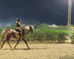 حصان فلسطينى (Stallion) للاقتناء و الركوب