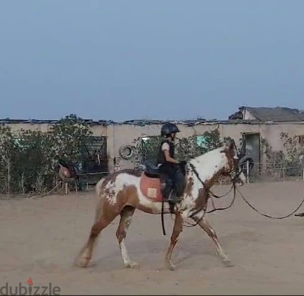 حصان فلسطينى (Stallion) للاقتناء و الركوب 3