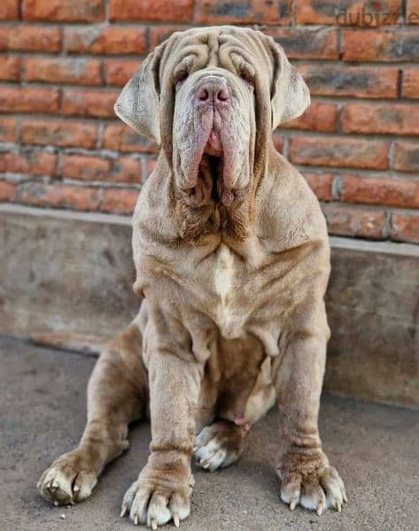 Neapolitan mastiff male From Russia 1