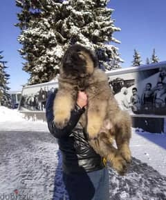 Caucasian shepherd puppies From Russia 0