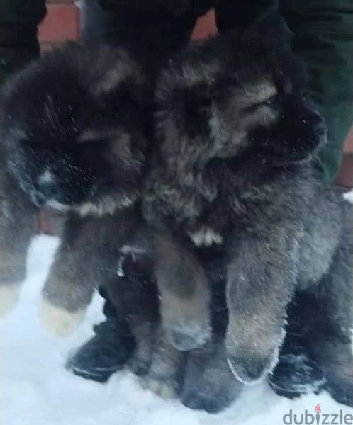 Caucasian shepherd puppies From Russia 5