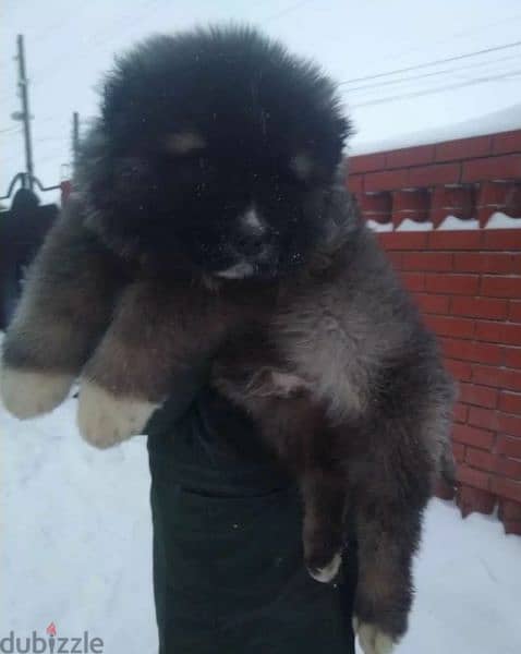 Caucasian shepherd puppies From Russia 7
