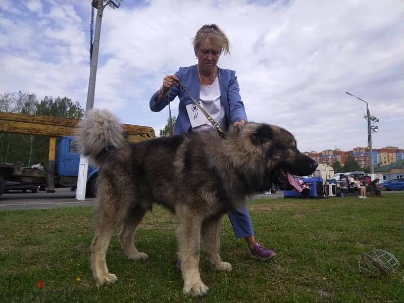 Caucasian shepherd puppies From Russia 8