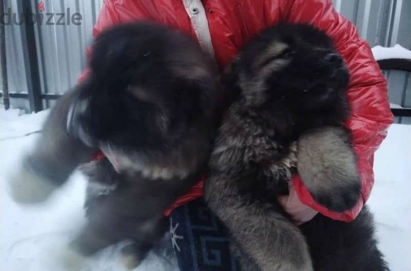 Caucasian shepherd puppies From Russia 9