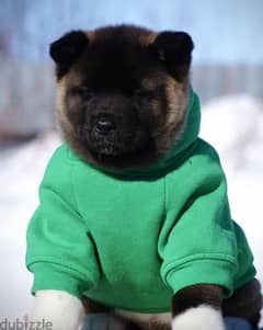 American Akita puppies From Russia 0