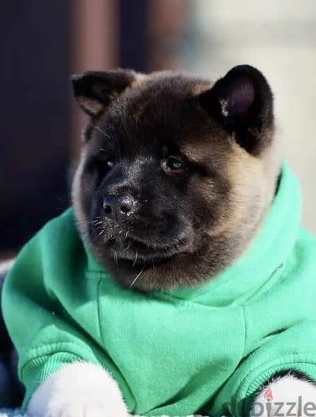 American Akita puppies From Russia 1