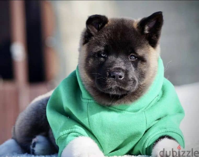 American Akita puppies From Russia 2