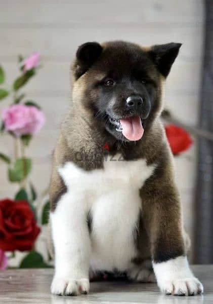 American Akita puppies From Russia 4