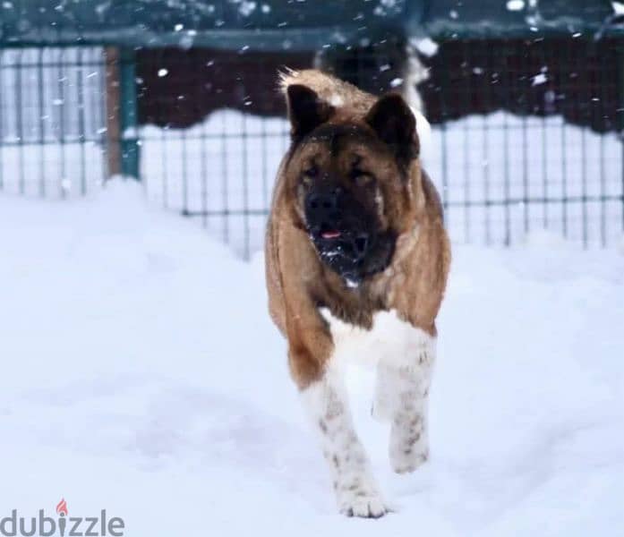 American Akita puppies From Russia 5