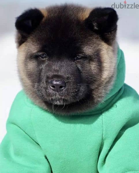 American Akita puppies From Russia 8