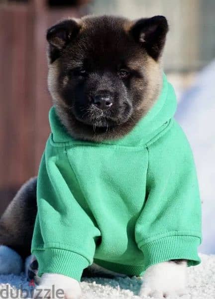 American Akita puppies From Russia 9