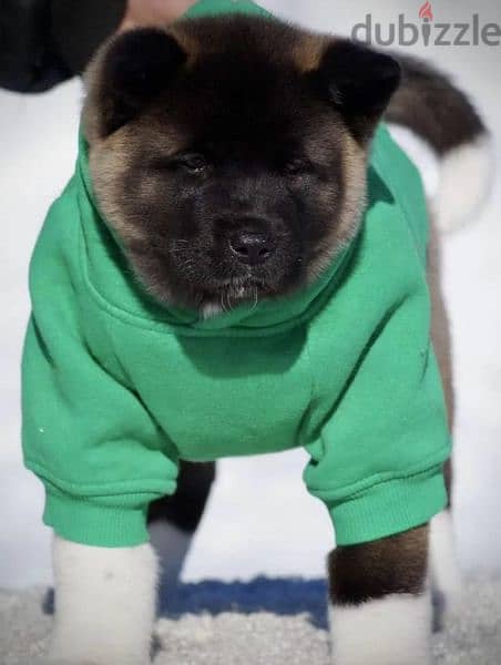 American Akita puppies From Russia 10