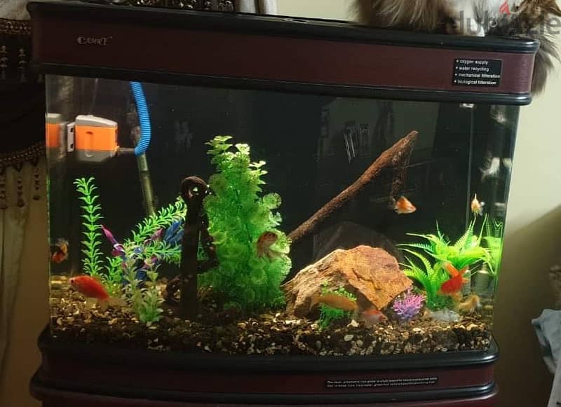 Aquarium / Fish Tank 13