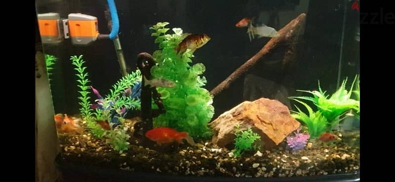 Aquarium / Fish Tank 15