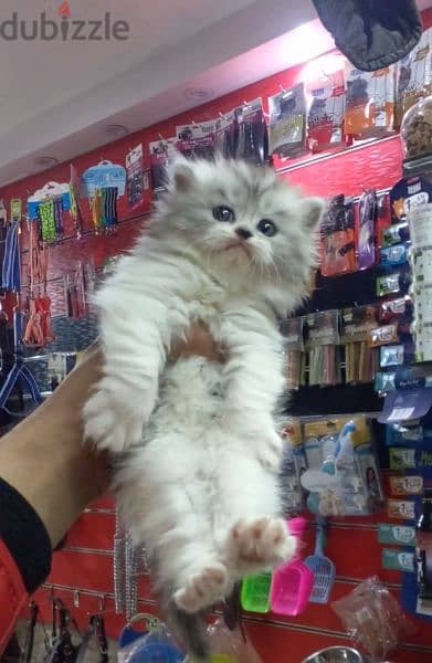 اجمل قطط شيرازي مون فيس ٤٥يوم 2