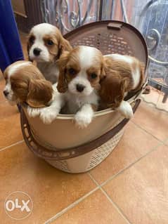 Cavalier King Charles Spaniel From Ukraine Full Documents Top Quality 0