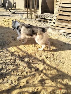 كلب هاسكي بيور السن ٧ شهور