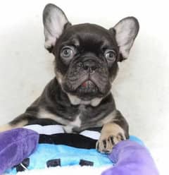 French bulldog From Russia Males 0