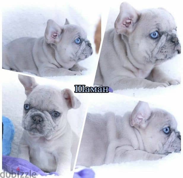 French bulldog puppies From Russia All documents 1