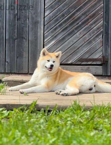 Japanese Akita From Russia 4