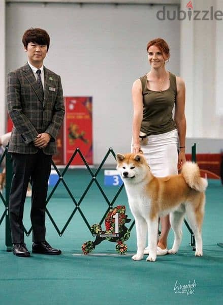 Japanese Akita From Russia 6